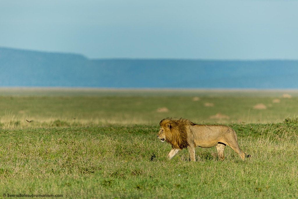 Male Lion, Habitat shot