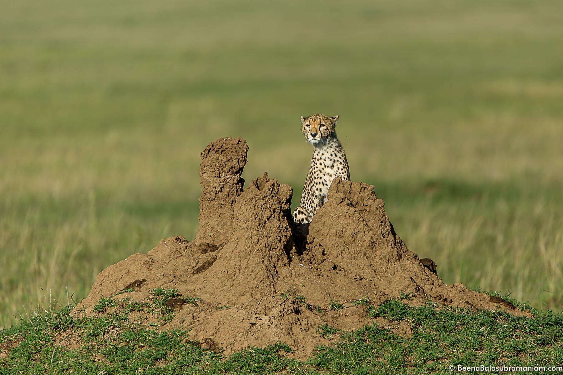 Cheetah cub on a mound