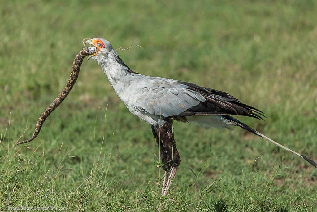 The secretary bird - Sagittarius serpentarius