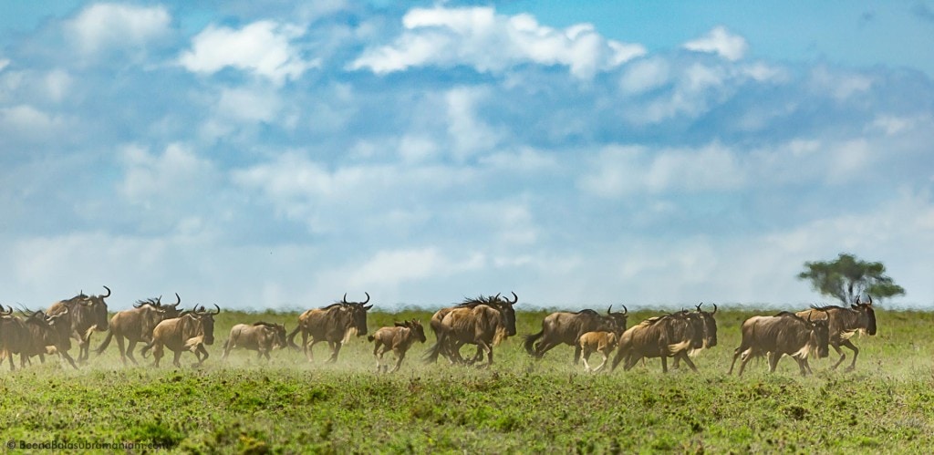 Migration 2015 Tanzania