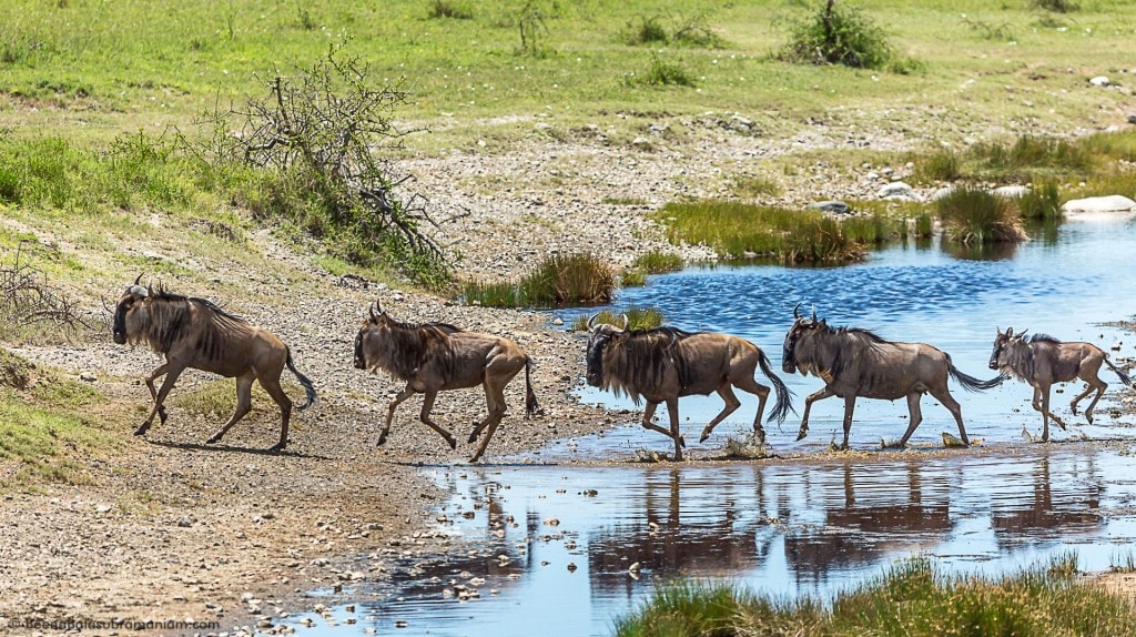 Wilde Beast following their Migration Paths