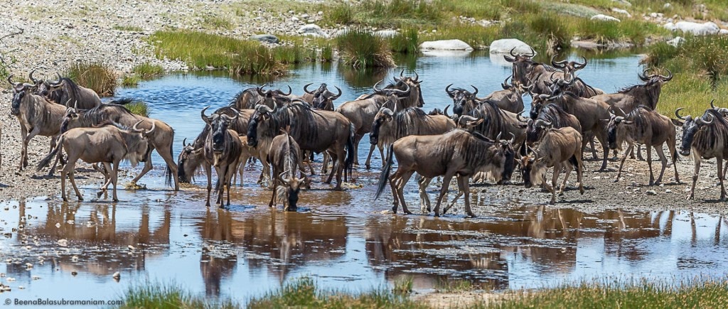 A pocket of the Wildebeest Migration