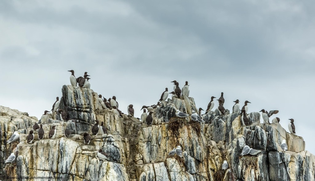 Cliff Rocks of Farne Island