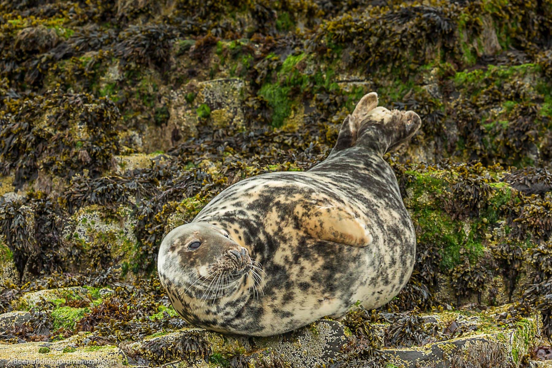Seals of Northumberland