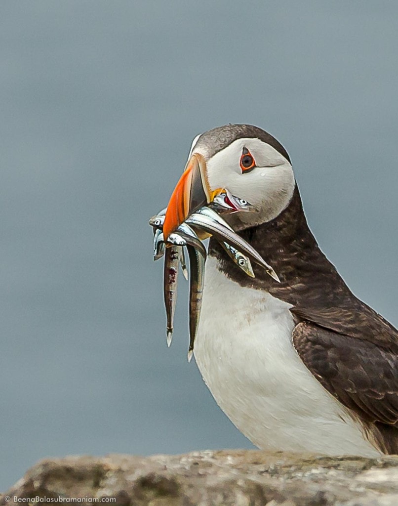 Can you carry any more fish?