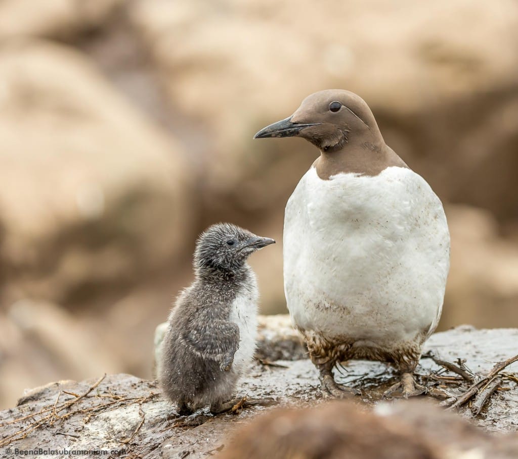 Common Guillemot