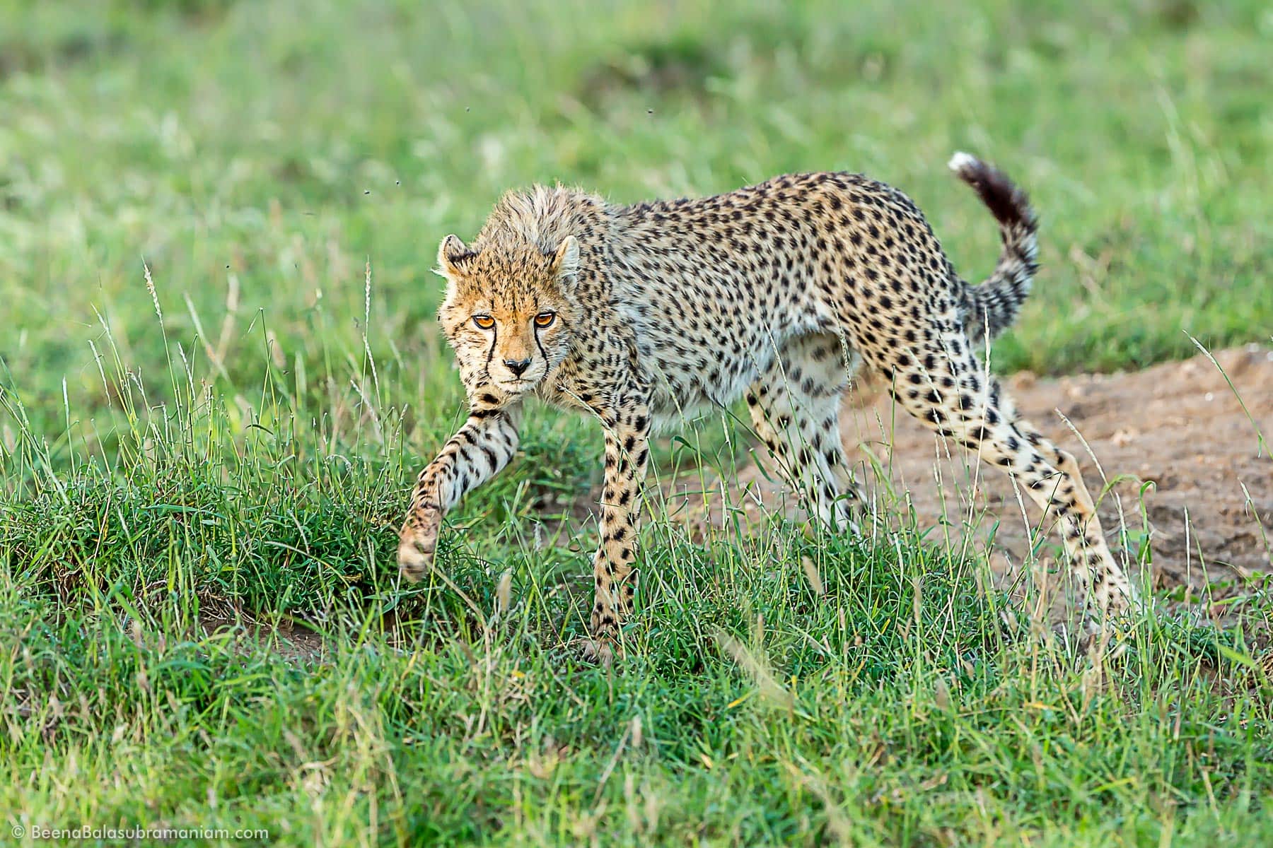Curious Cheetah cub in perfect golden light