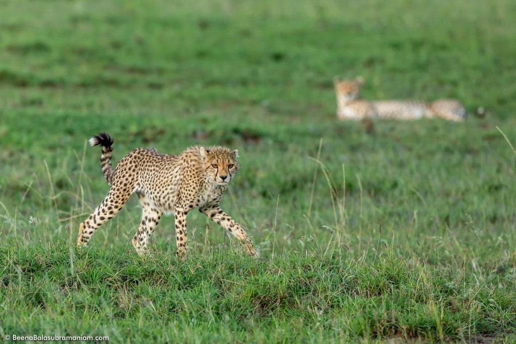 The Young Boisterous cub pranks around under Moms watch