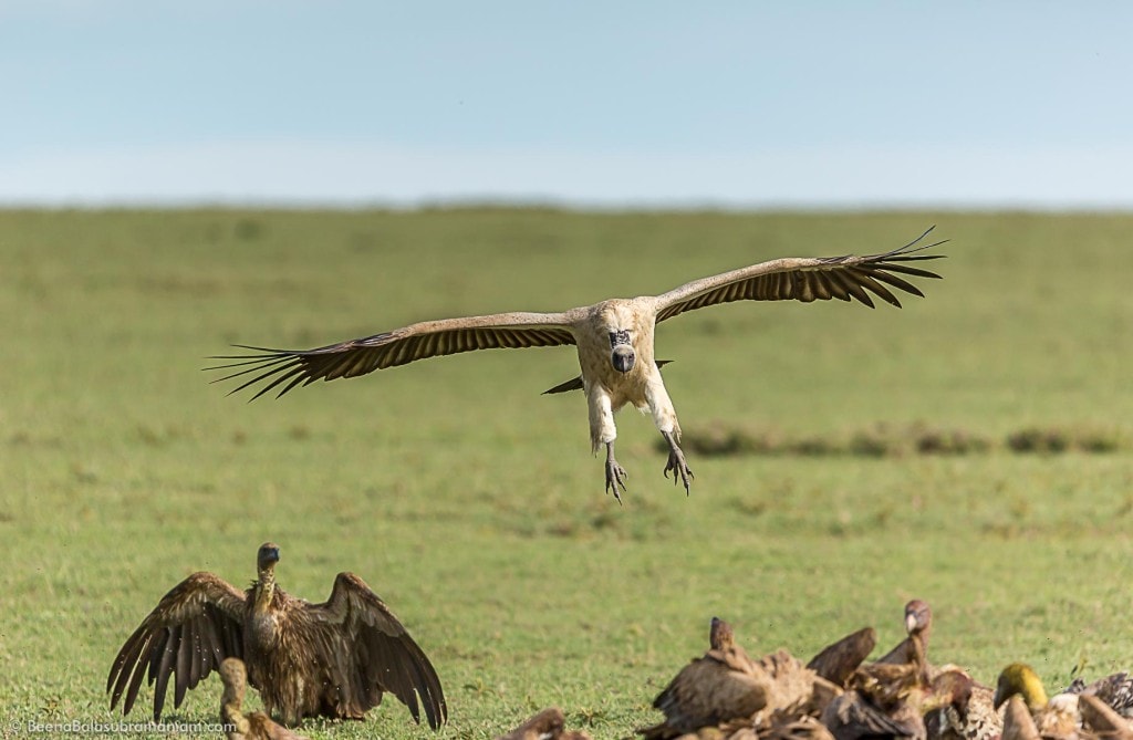 Airborne Scavenger