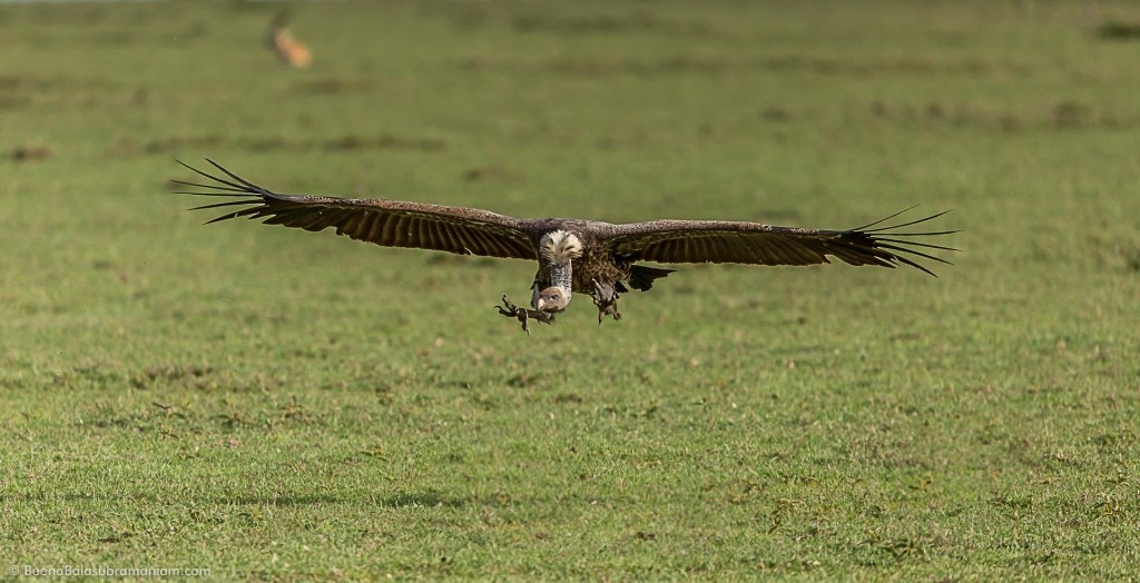 Vulture in search of its food