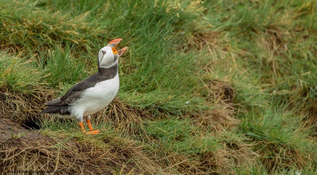 Screeching Puffin