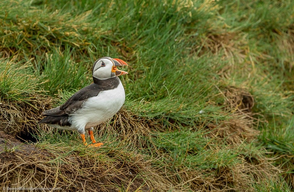 Baying Puffin