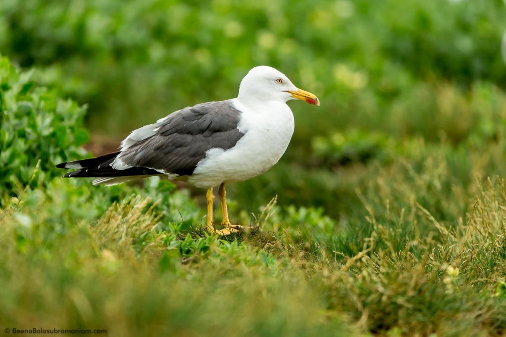 Roosting Sea Gull Farne Island