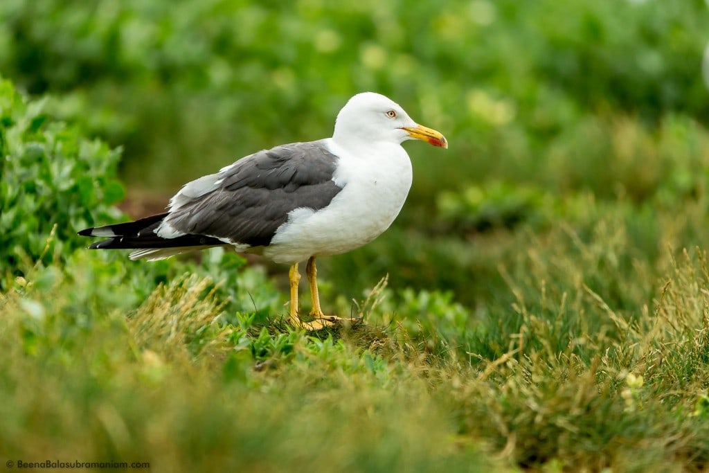 Roosting Sea Gull Farne Island