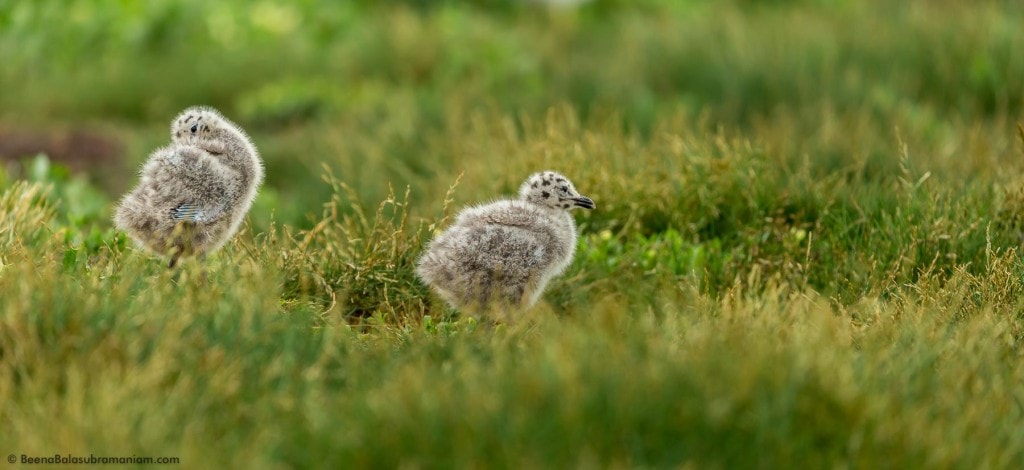 Tiny Sea Gull chicks