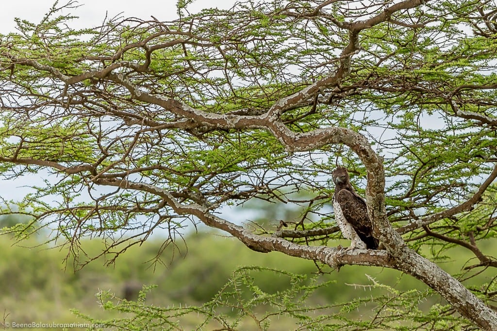 The Martial Eagle