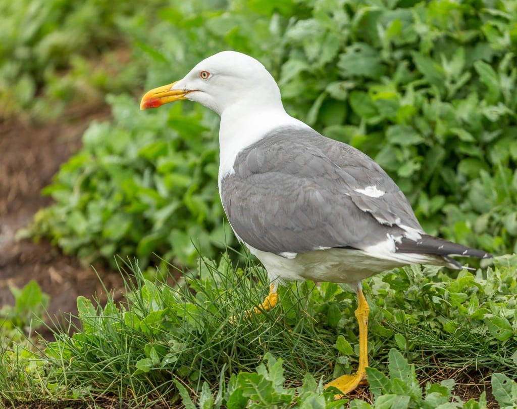 Sea Gull - Farne Island