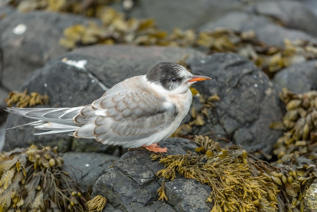Arctic tern - Chick