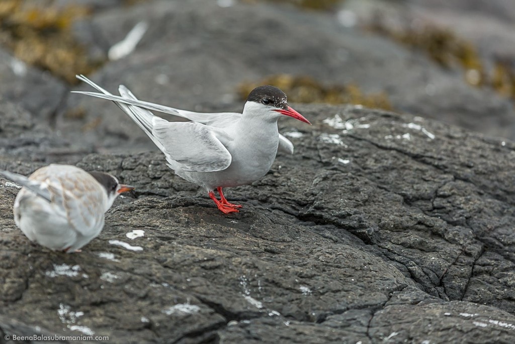 The Arctic tern