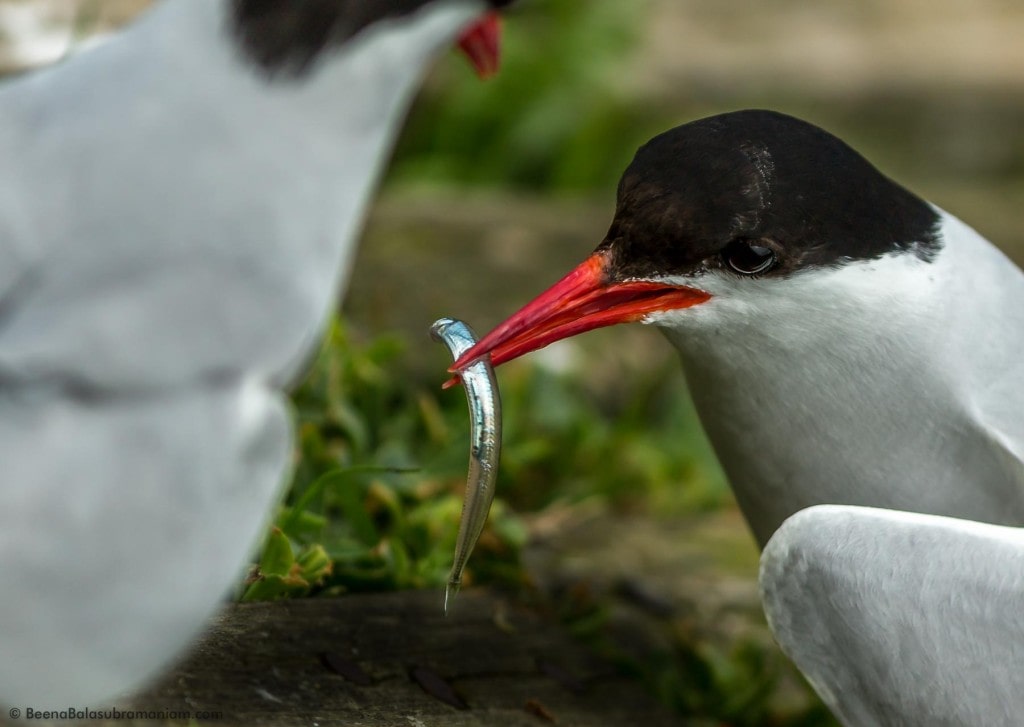 Arctic tern with sand eel