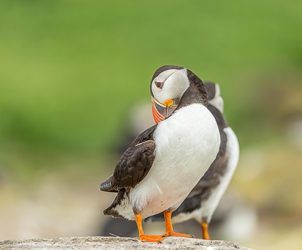 The Preening Puffin