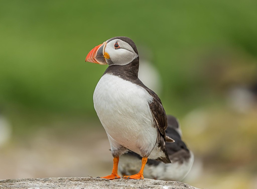 Puffins of Farne Island