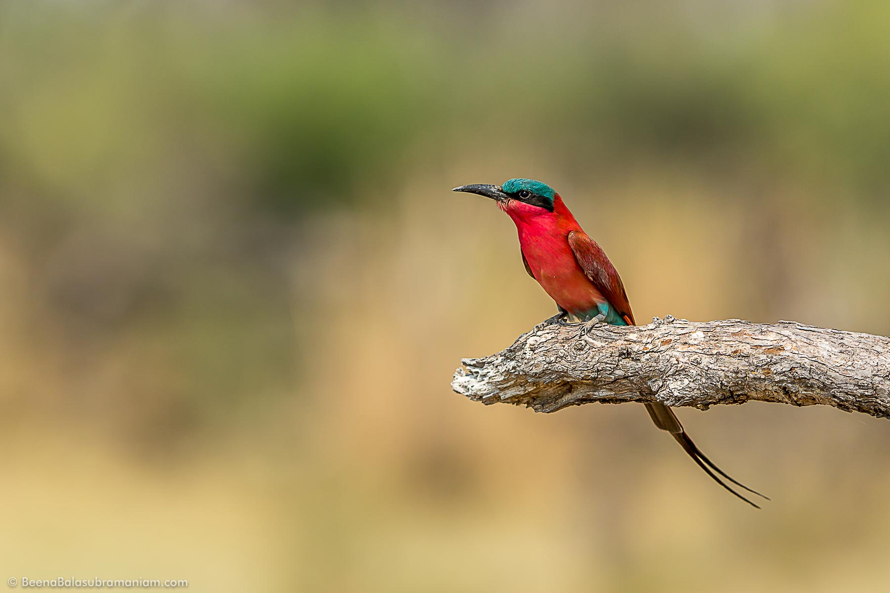 The southern carmine bee-eater