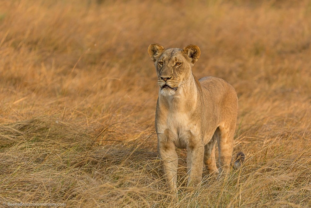 Studying the plains of the linyati