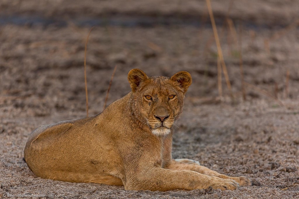 Cautious Lioness