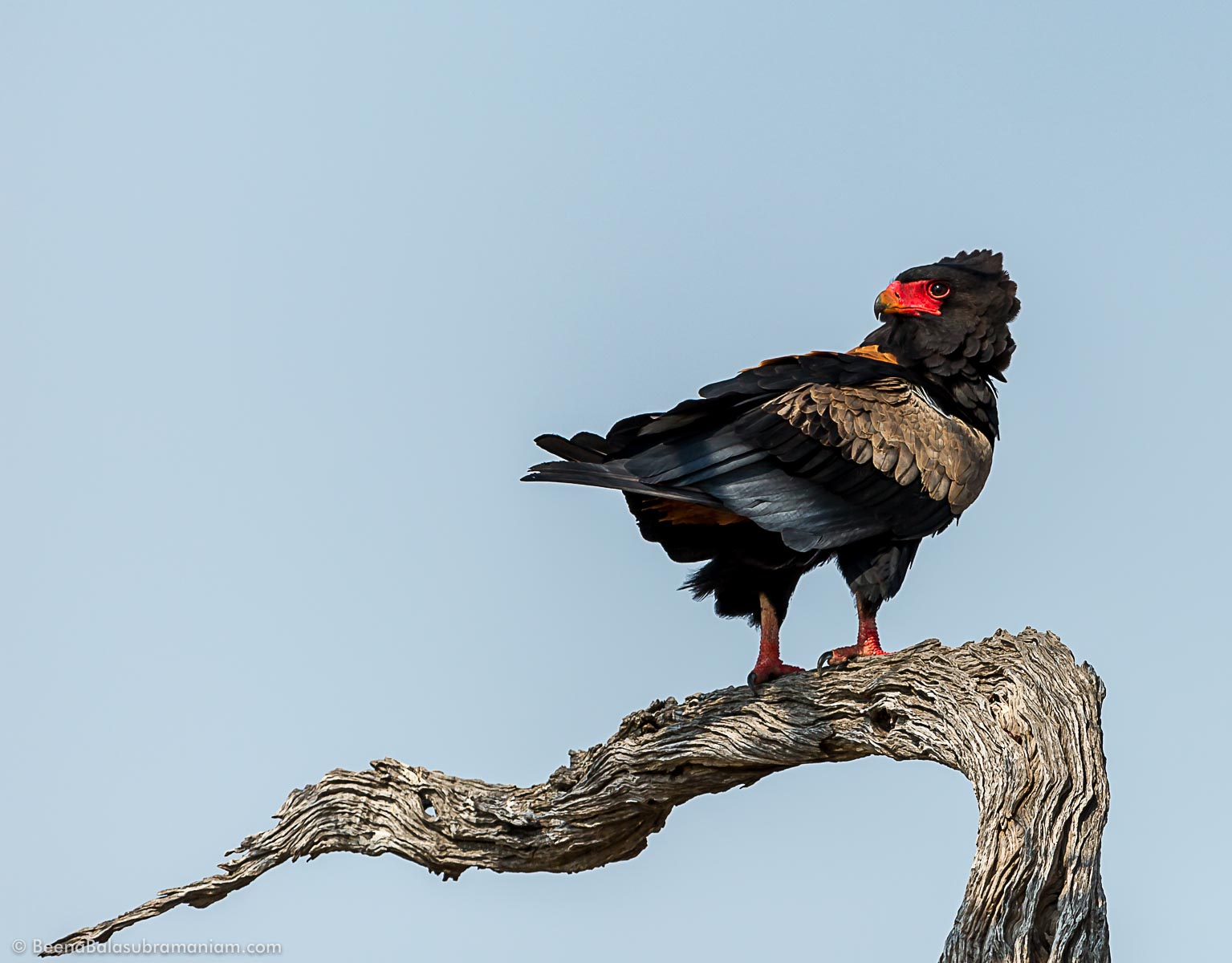 The Bateleur