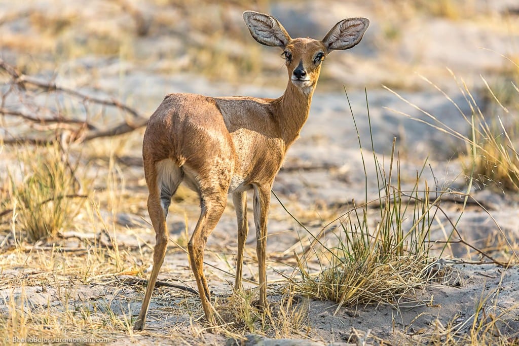 Dik-Dik