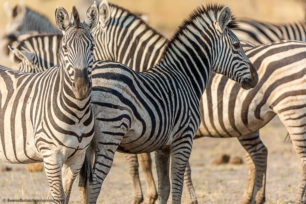 A Dazzle of Zebras