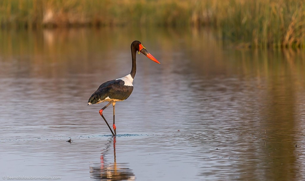 The saddle-billed stork