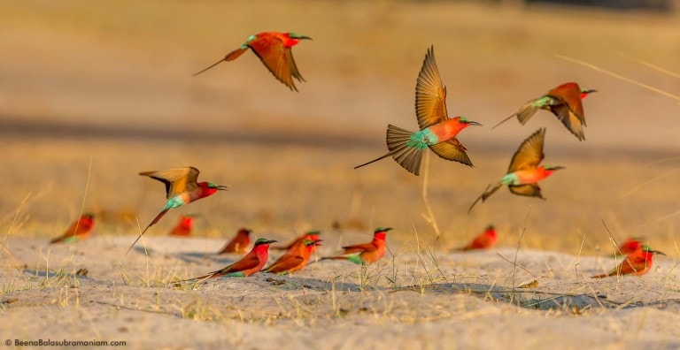 Fly Past - In the Carmine bee-eater colony.