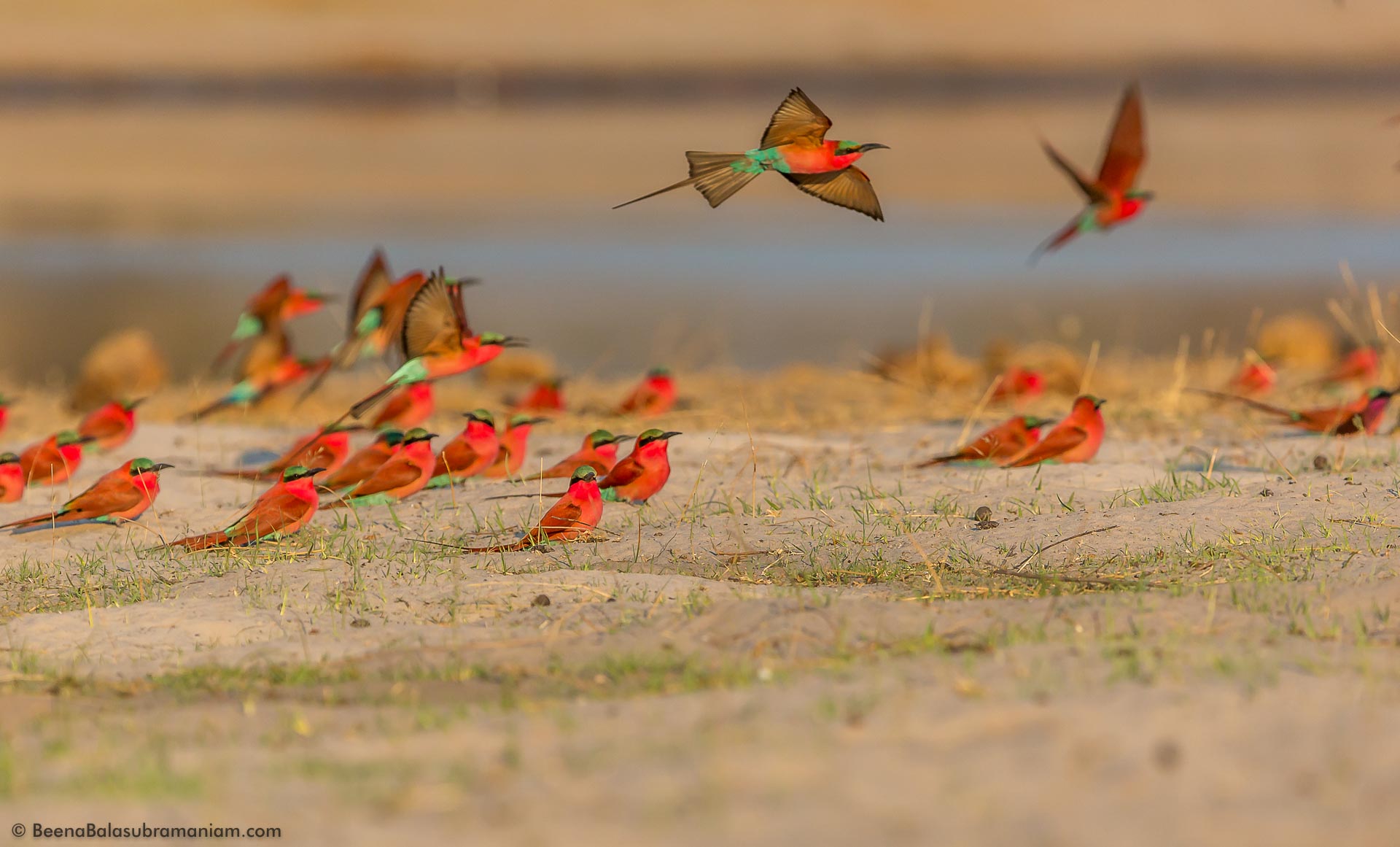 A flock of Southern Carmine Bee Eaters