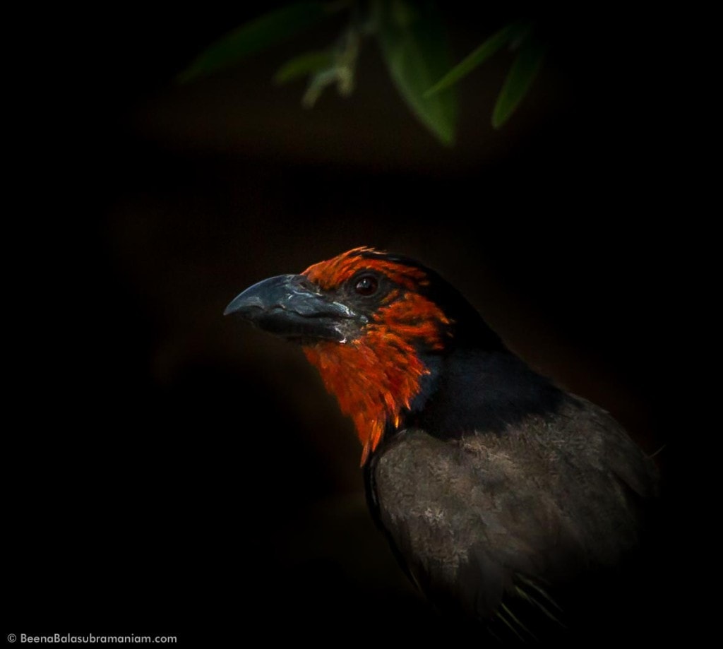 The black-collared barbet