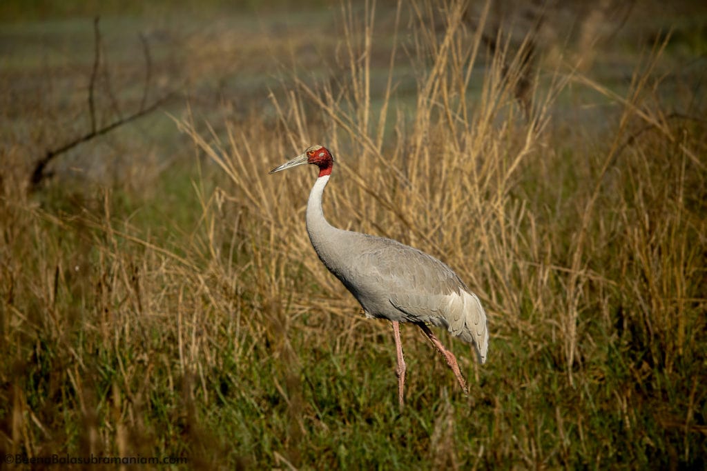 The sarus crane -Grus antigone