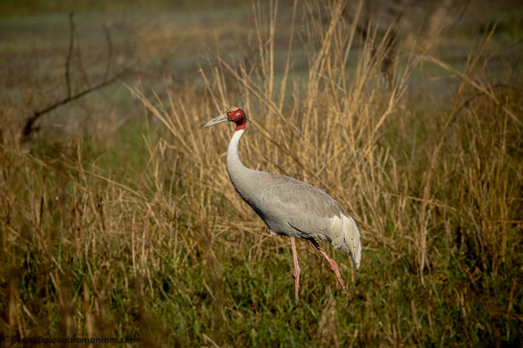 The sarus crane -Grus antigone