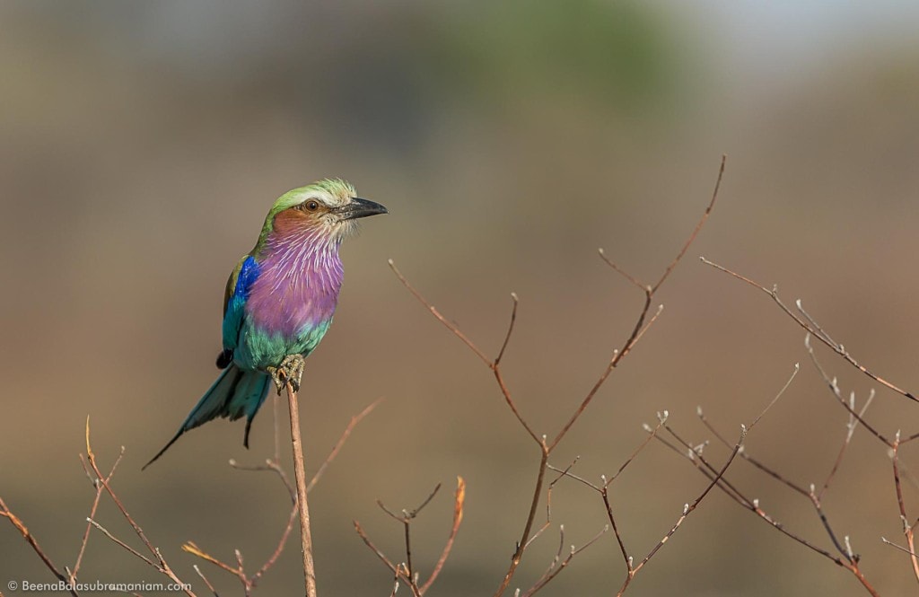 The colourful lilac-breasted roller