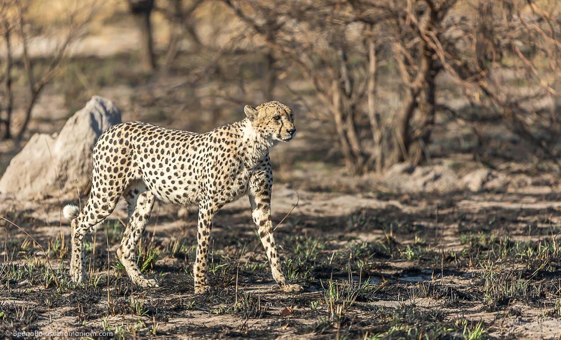 Cheetah set against the burnt embers of the bushveld