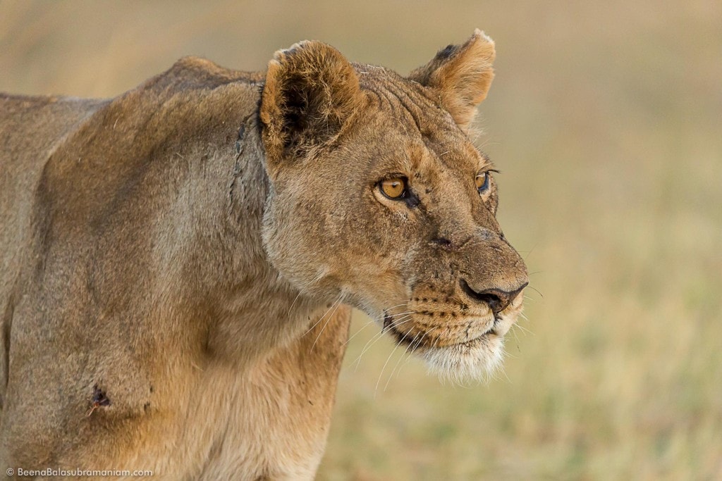 Focussed Lioness
