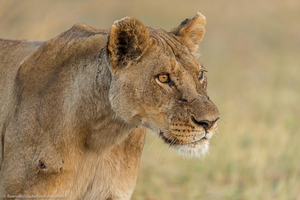 Focussed Lioness