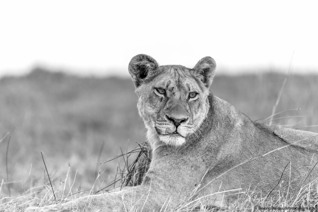 Lioness - Botswana