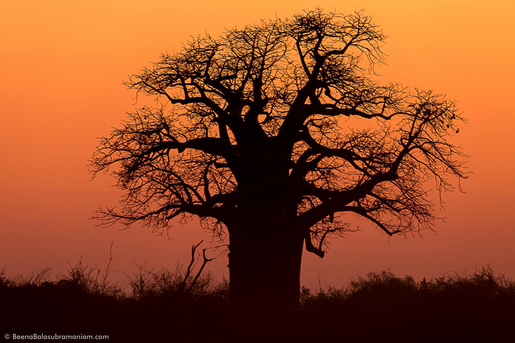 Silhouette of the great Baobab tree, Kwando, Botswana, South Africa