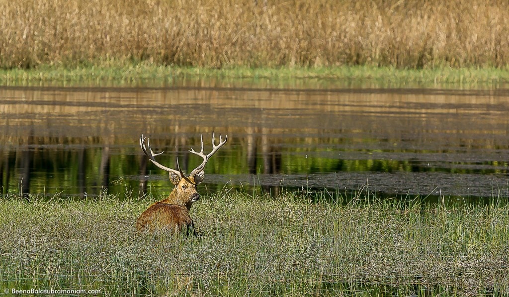 Barasingha in the water