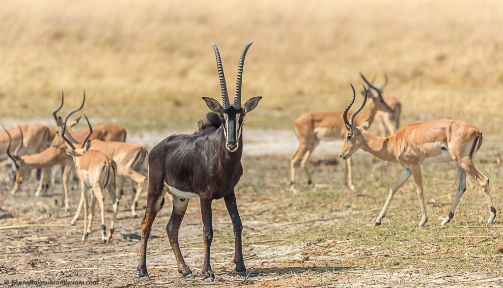 Sable Antelope