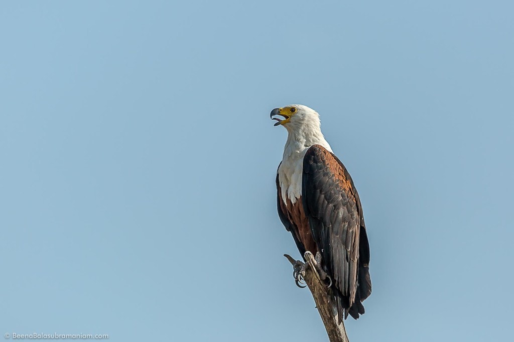 The African fish eagle