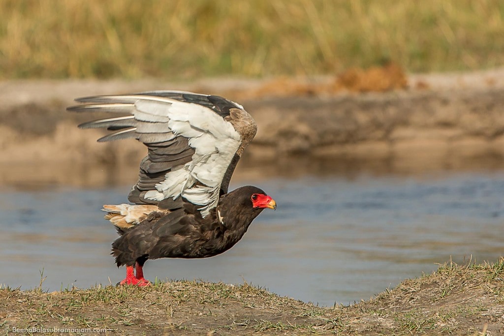 ake Off - The Bateleur