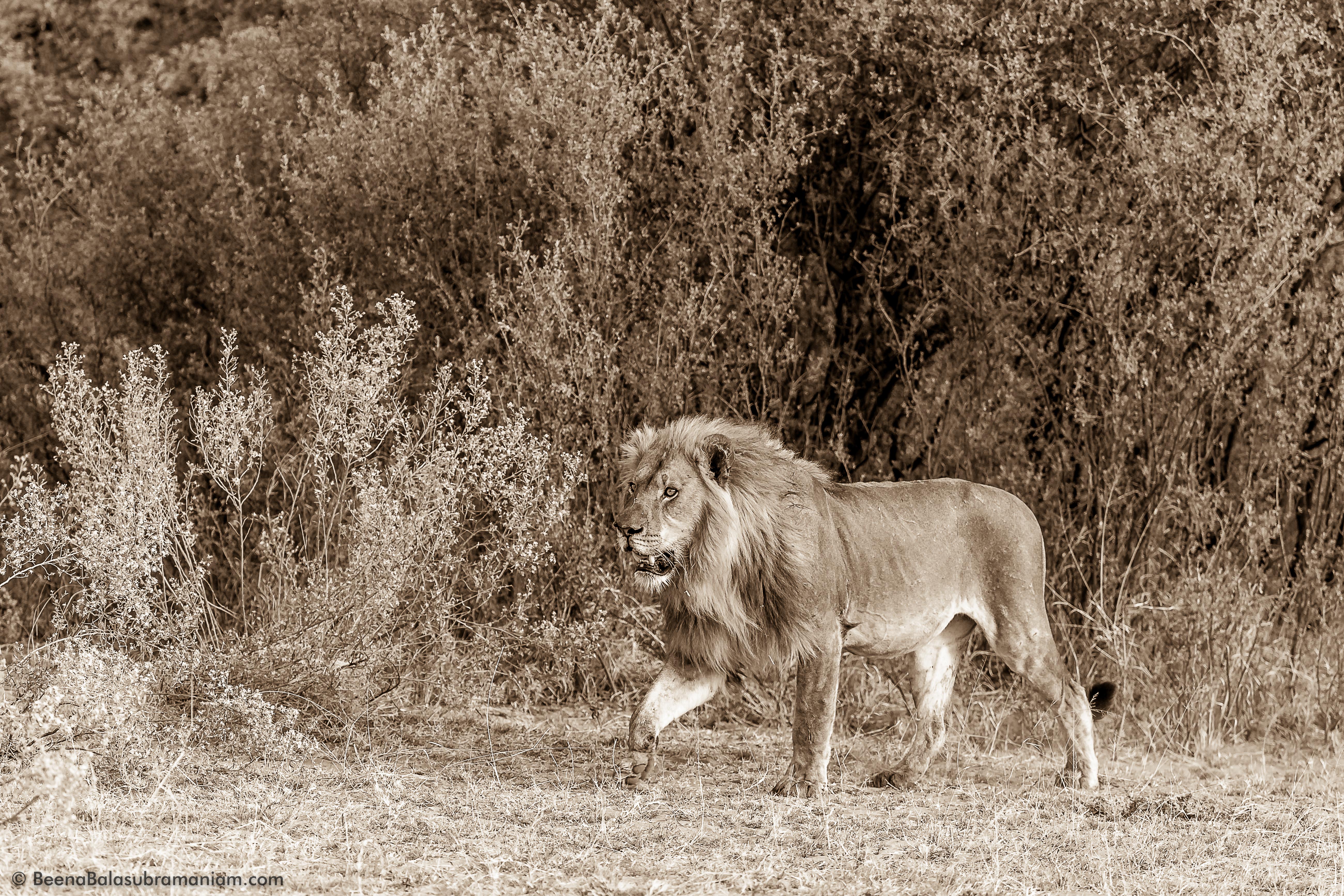 The Male Lion in sepia