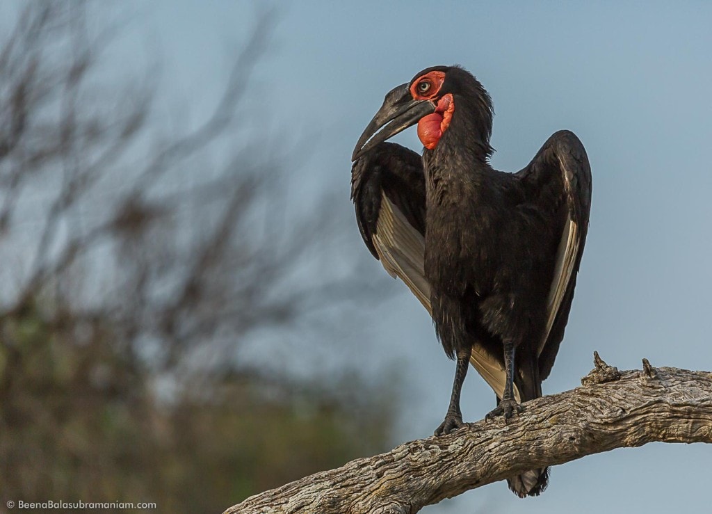 Ground hornbill on a Perch